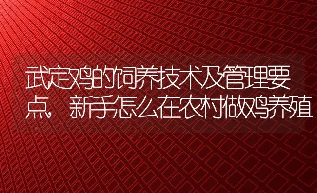 武定鸡的饲养技术及管理要点,新手怎么在农村做鸡养殖 | 养殖学堂