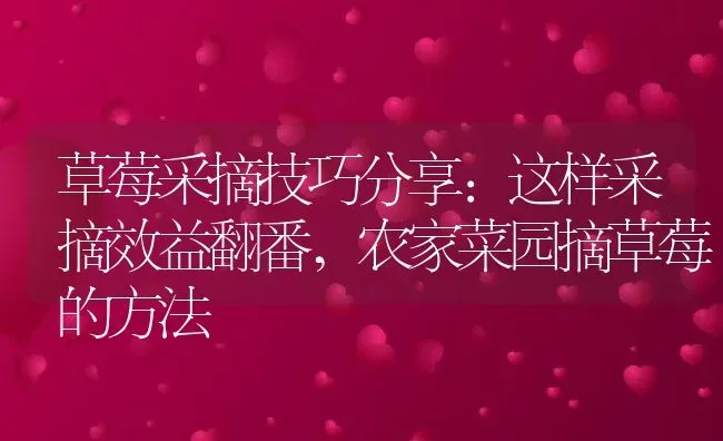 草莓采摘技巧分享:这样采摘效益翻番,农家菜园摘草莓的方法 | 养殖学堂