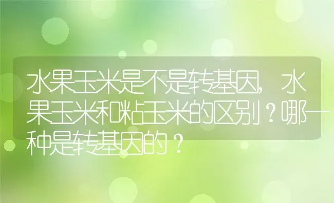 水果玉米是不是转基因,水果玉米和粘玉米的区别？哪一种是转基因的？ | 养殖科普