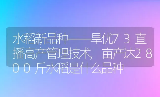 水稻新品种——旱优73直播高产管理技术,亩产达2800斤水稻是什么品种 | 养殖学堂