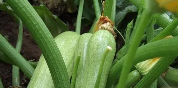 西葫芦的种植技术及病虫害防治要点 | 生活常识