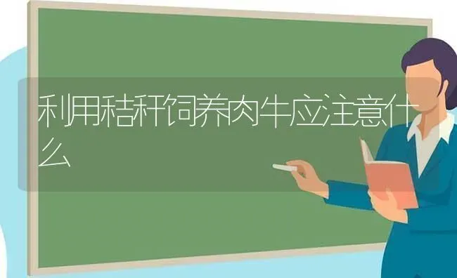 利用秸秆饲养肉牛应注意什么 | 养殖技术大全