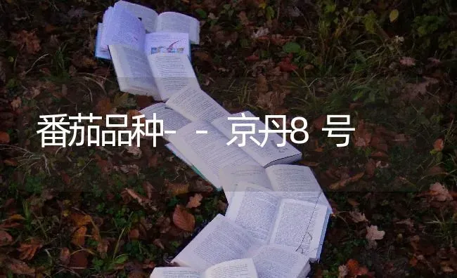番茄品种--京丹8号 | 养殖知识