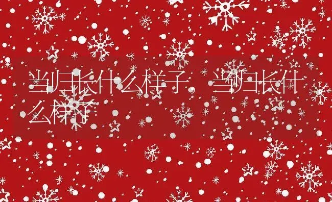 当归长什么样子,当归长什么样子 | 养殖科普