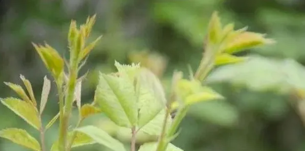 刺苔是什么植物 | 妙招大全