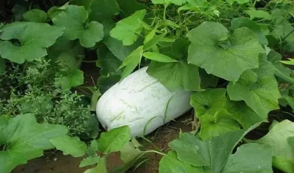 6月份种什么菜合适 | 常识大全