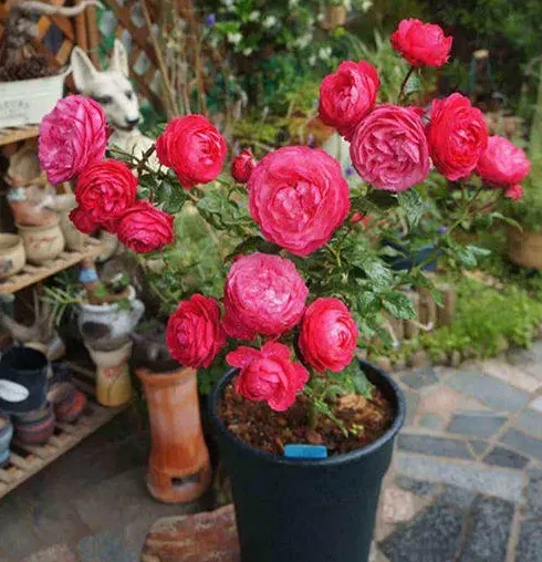 冬季开花的花卉有哪些,请问：夏天发芽,冬天开花,是什么花？