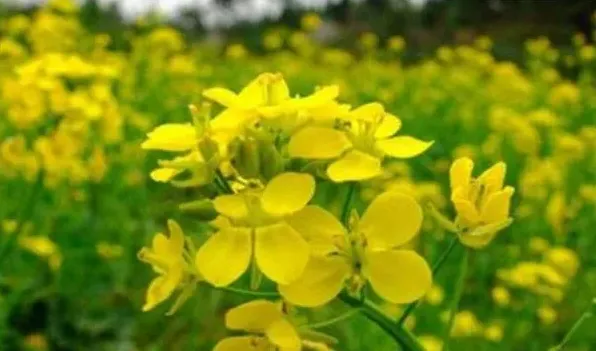 油菜花是什么菜 | 常识大全