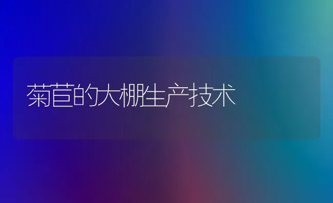 菊苣的大棚生产技术 | 养殖技术大全