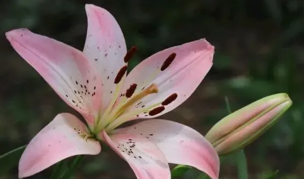 植物叶片发白怎么治 | 生活妙招