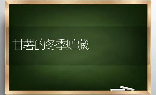 甘薯的冬季贮藏 | 养殖技术大全