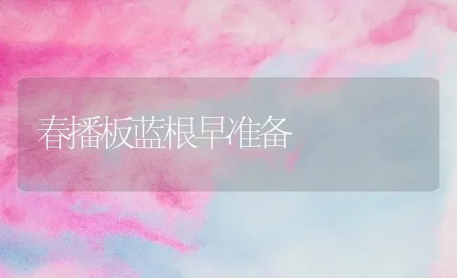 春播板蓝根早准备 | 养殖技术大全