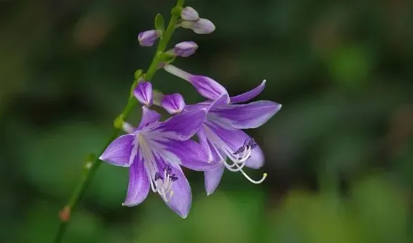 玉簪花后怎么修剪 | 常识大全