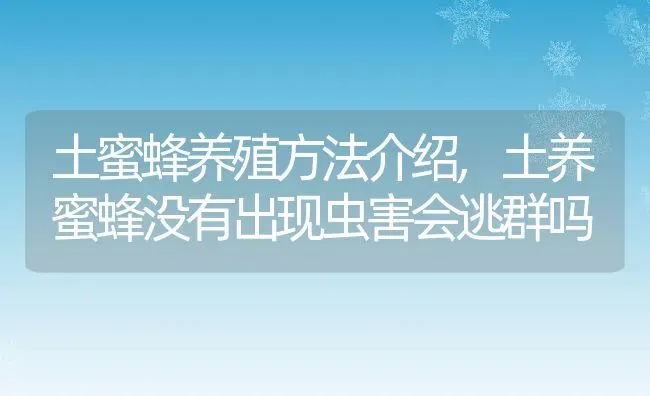 土蜜蜂养殖方法介绍,土养蜜蜂没有出现虫害会逃群吗 | 养殖学堂