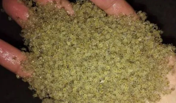 洪湖河蟹苗种一年两季淡水培育技术要点 | 生活常识