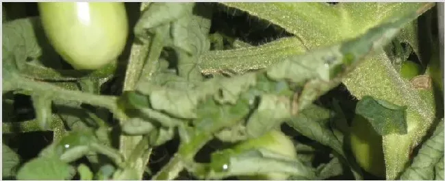 番茄卷叶病怎么治疗 | 实用知识