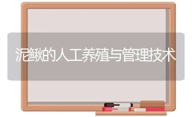 泥鳅的人工养殖与管理技术 | 养殖技术大全