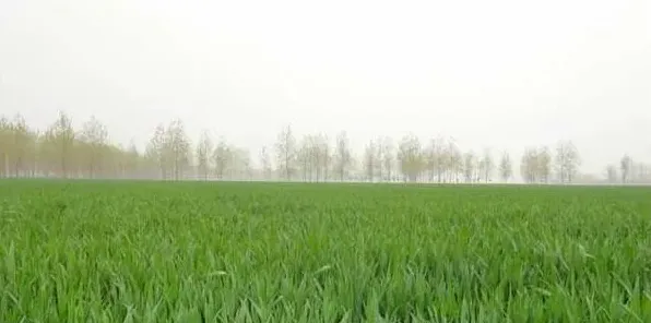 麦田除草的时间及注意事项 | 妙招大全