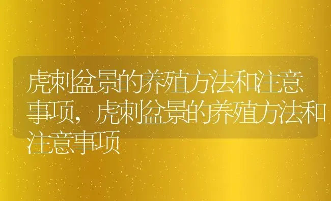 虎刺盆景的养殖方法和注意事项,虎刺盆景的养殖方法和注意事项 | 养殖科普