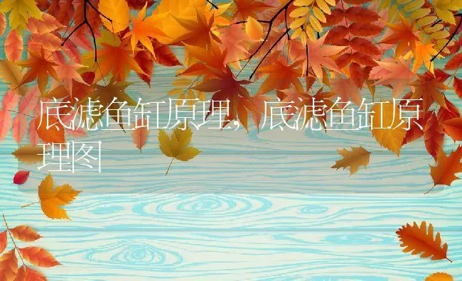 底滤鱼缸原理,底滤鱼缸原理图 | 养殖资料