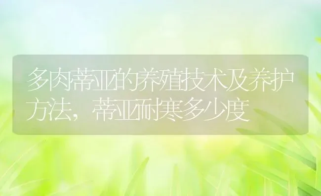 多肉蒂亚的养殖技术及养护方法,蒂亚耐寒多少度 | 养殖学堂