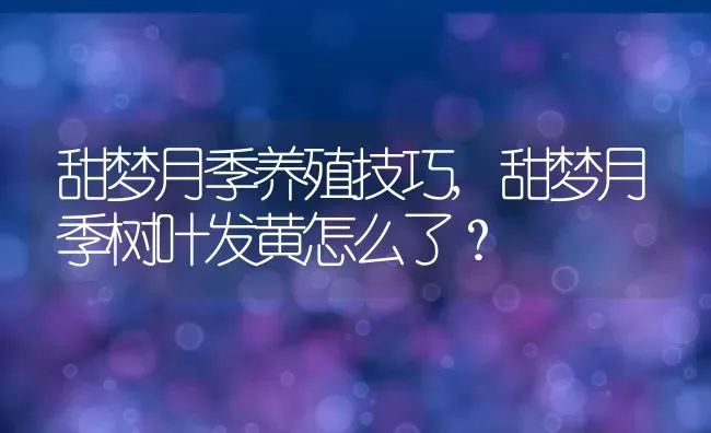 甜梦月季养殖技巧,甜梦月季树叶发黄怎么了？ | 养殖科普