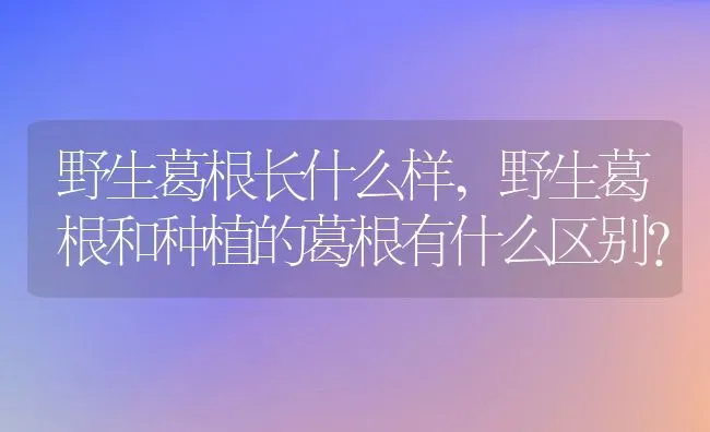 野生葛根长什么样,野生葛根和种植的葛根有什么区别？ | 养殖学堂
