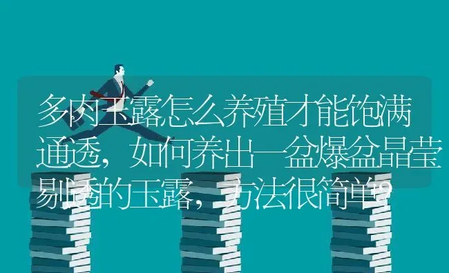 多肉玉露怎么养殖才能饱满通透,如何养出一盆爆盆晶莹剔透的玉露，方法很简单？ | 养殖科普