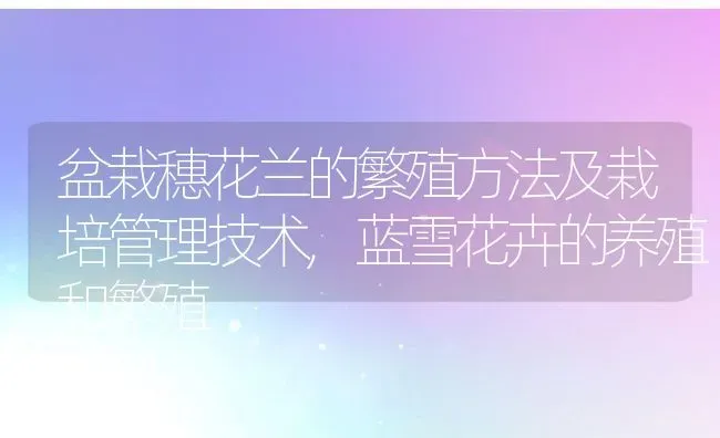 盆栽穗花兰的繁殖方法及栽培管理技术,蓝雪花卉的养殖和繁殖 | 养殖学堂