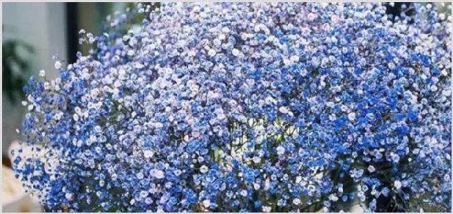 满天星干花能保存多久 | 农广天地