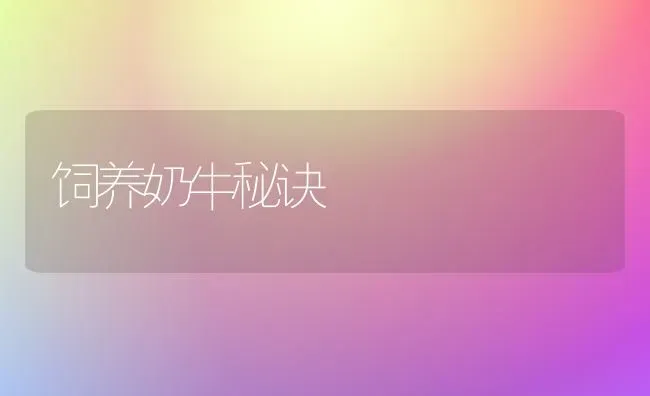 饲养奶牛秘诀 | 养殖知识