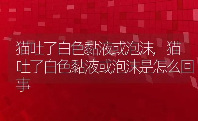 猫吐了白色黏液或泡沫,猫吐了白色黏液或泡沫是怎么回事 | 养殖科普