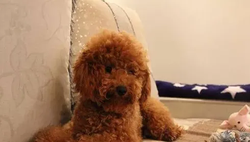 怎么惩罚泰迪最管用,从小就揍泰迪长大会听话吗？