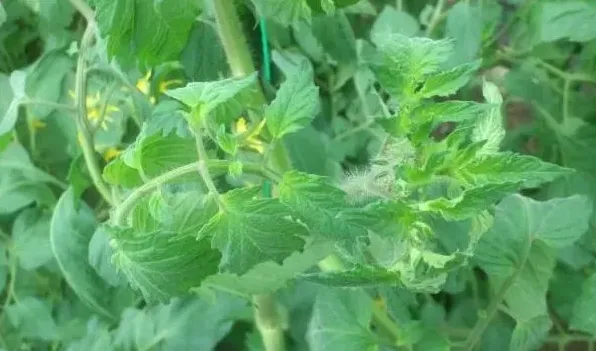 番茄卷叶病怎么治疗 | 实用知识