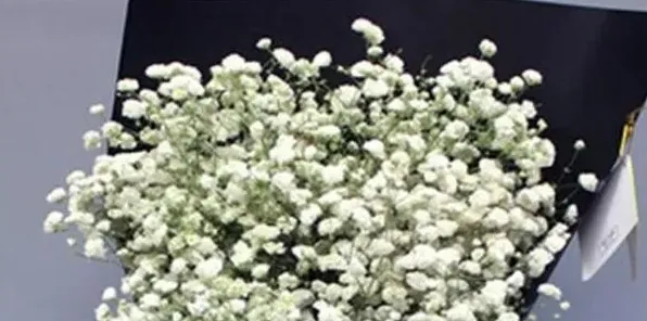 满天星干花能保存多久 | 农广天地