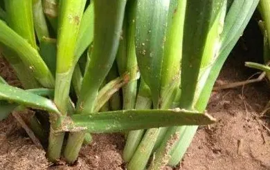 韭黄最简单种植方法,韭黄最简单种植方法？