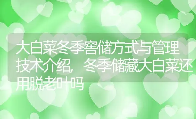 大白菜冬季窖储方式与管理技术介绍,冬季储藏大白菜还用脱老叶吗 | 养殖学堂