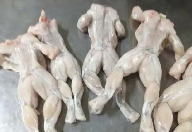 怎么杀牛蛙 | 三农知识