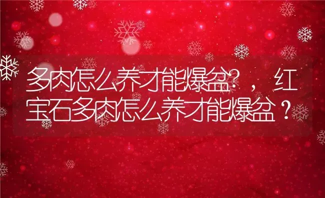 多肉怎么养才能爆盆?,红宝石多肉怎么养才能爆盆？ | 养殖学堂