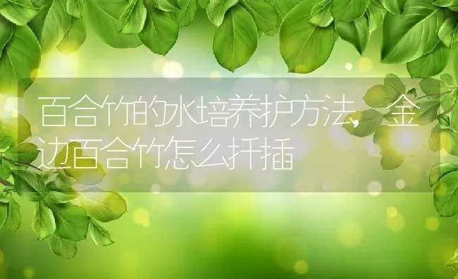 百合竹的水培养护方法,金边百合竹怎么扦插 | 养殖学堂
