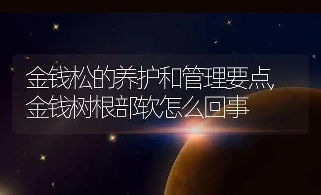 金钱松的养护和管理要点,金钱树根部软怎么回事 | 养殖学堂