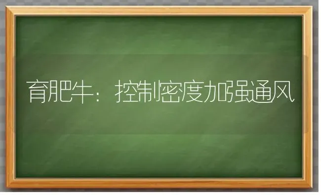 育肥牛：控制密度加强通风 | 养殖技术大全