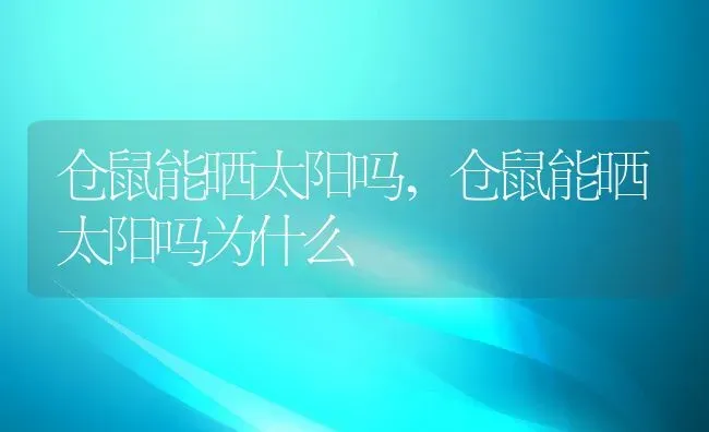 仓鼠能晒太阳吗,仓鼠能晒太阳吗为什么 | 养殖科普