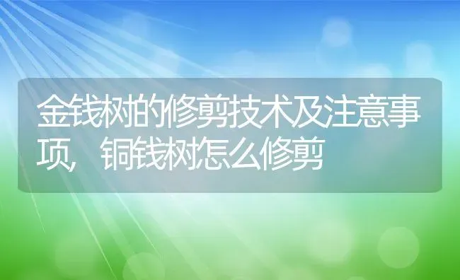 金钱树的修剪技术及注意事项,铜钱树怎么修剪 | 养殖学堂