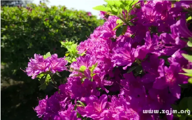 杜鹃花花语,红唇百合杜鹃的花语？