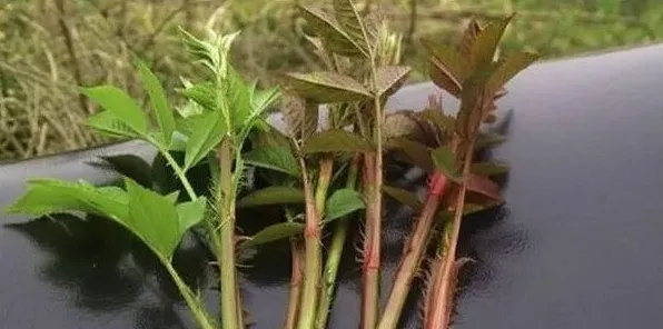 刺苔是什么植物 | 妙招大全