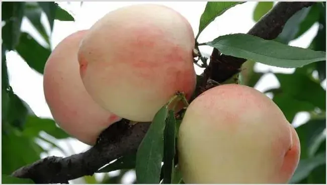 水蜜桃的种植要求 怎么种好水蜜桃呢？ | 农广天地