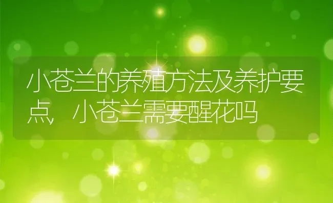 小苍兰的养殖方法及养护要点,小苍兰需要醒花吗 | 养殖学堂