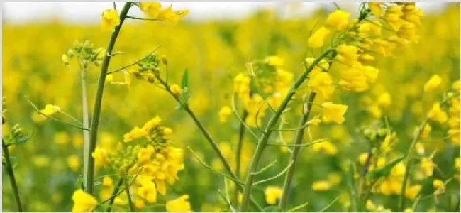 油菜花是什么菜 | 常识大全