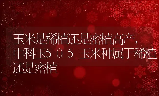 玉米是稀植还是密植高产,中科玉505玉米种属于稀植还是密植 | 养殖学堂